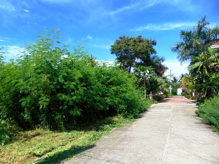 residential-lot-for-sale-in-minglanilla-cebu