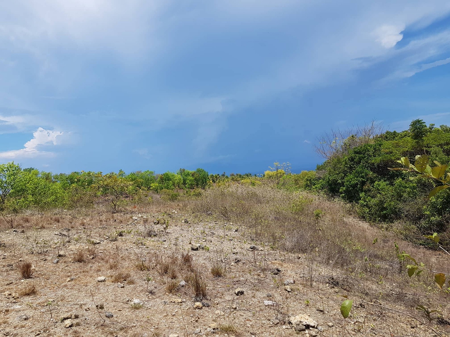 7 hectares lot in Taloot, Argao, Cebu