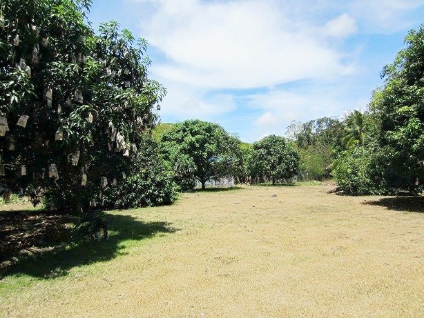 Farm land with house and fruit bearing Mango Trees for Sale in Danao City, Cebu