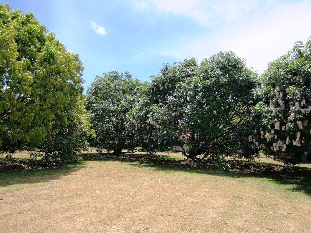 farm-land-with-house-and-fruit-bearing-mango-trees-for-sale-in-danao-city-cebu